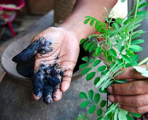  Indigofera! Een wonderplant met blauwe diepte voor de textielindustrie?