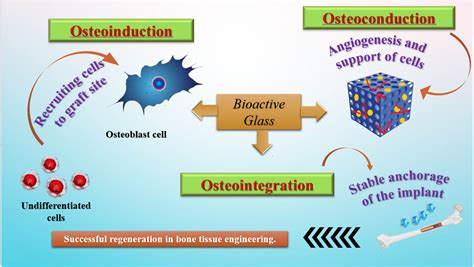 Osteoconduction: Een revolutionaire kijk op botregeneratie met Osseointegraal Materiaal!